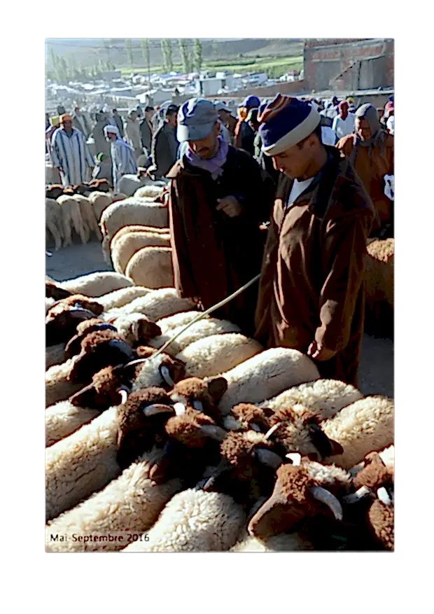 Vincent Delotte - Un regard sur les Berbères